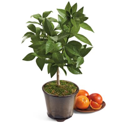 Blood Orange Patio Tree