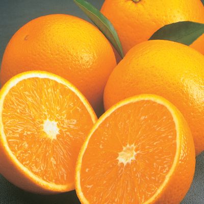 Valencia All-Time Favorite