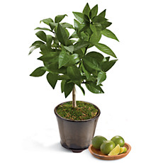 Key Lime Patio Tree